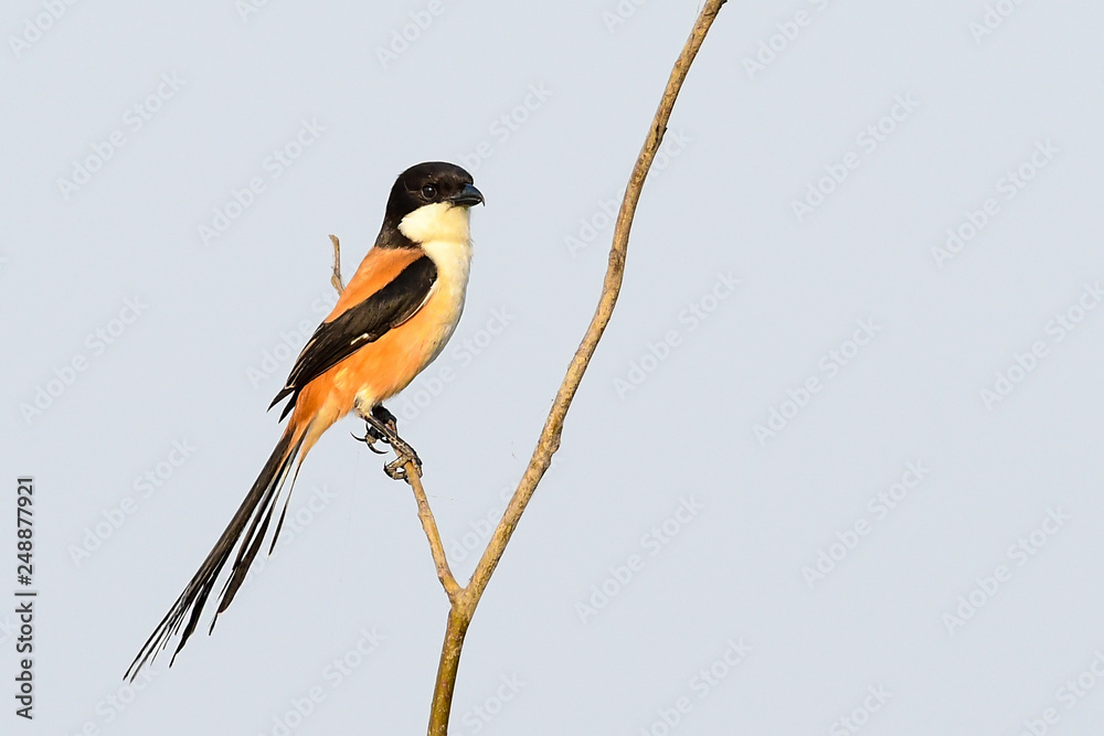 Fototapeta premium Long-tailed Shrike; Lanius schach perching on tree , Thailand