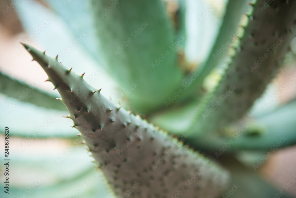 Naklejka premium Spiny aloe close-up