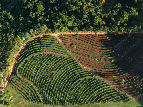 agro Café imagem  aéreas de Agrofloresta