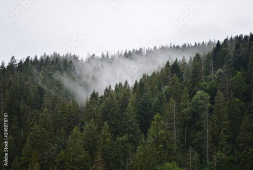 A fog over a pine forest