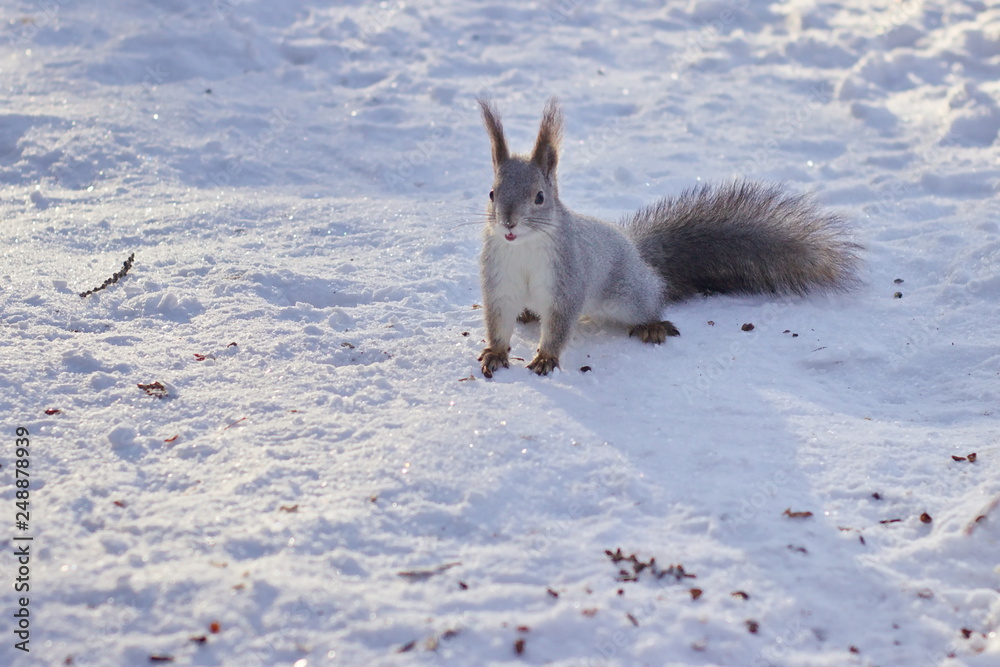 White squirrel in the winter forest in the snow nibbles nuts and seeds. White squirrel in the winter forest in the snow nibbles nuts and seeds.