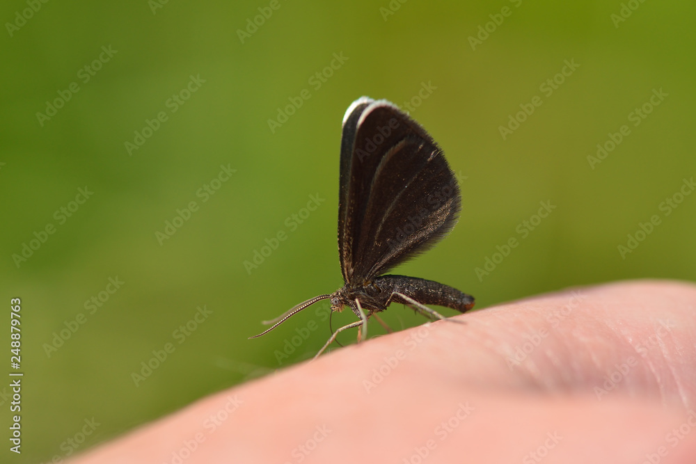 Obraz premium Schwarzspanner ( Odezia atrata ) 