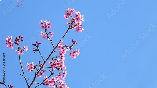 pink cherry flower blossom
