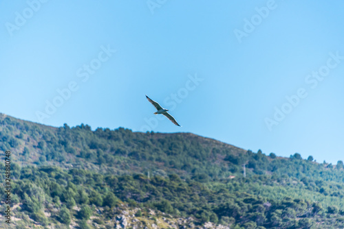 Seagull Flying on the Southern Italian Mediterranean Coast