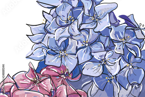 Vector hand drawn sketch abstract outline Hydrangea or Hortensia flower bunch in pastel pink blue isolated on white background. Contour ornamental garden plant Hydrangea for summer design.