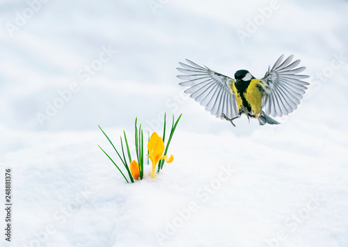 cute spring card beautiful bird tit flies spreading its wings in the garden to the first flowers snowdrops yellow crocuses