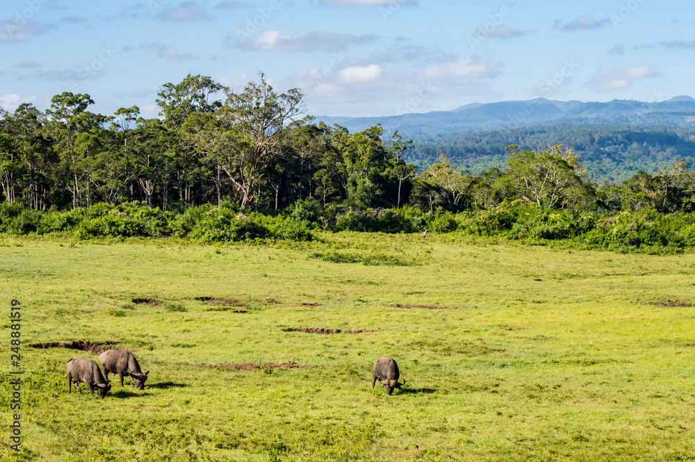 Three buffalos grazing in a meadow at Aberdare