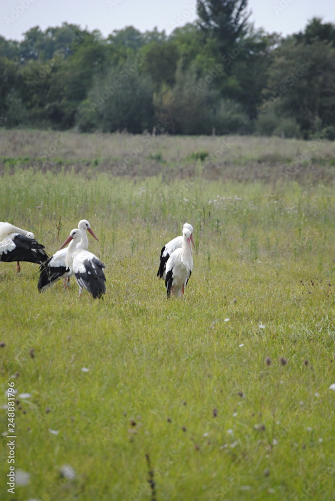 Cigognes Cigognes