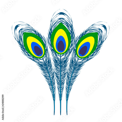 Set of Colorful Peacock Feathers Isolated on White Background