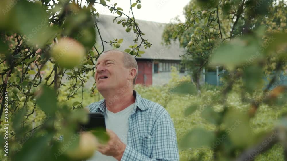 Male farmer agronomist examines the harvest of apples makes notes in tablet in garden on sunny summer day attractive computer engineer farming food green industry laptop nature outdoors slow motion