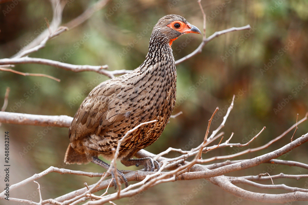Obraz premium Swainson's Francolin