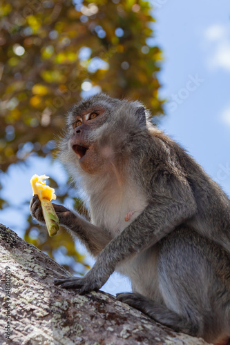 Canvas Print Wild macaque monkey eating tropical fruit in natural habitat, Mauritius island