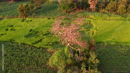 Aerial drone footage turning around a beautiful tree in the middle of a rice field in Cambodia. photo