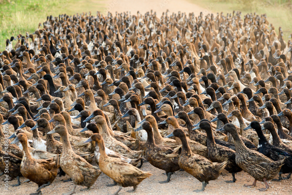 Fototapeta premium Flock of ducks walking on dirt road in plantation