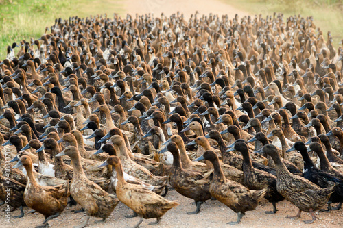 Flock of ducks walking on dirt road in plantation