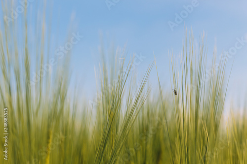 little beetle climbing a stalk in a corn field