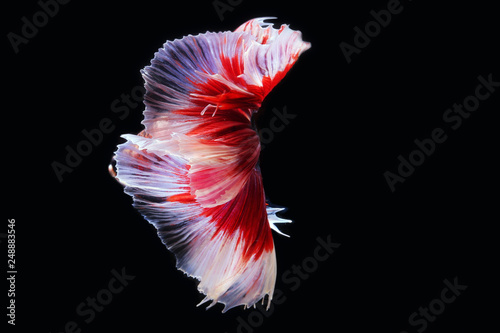 Siamese fighting fish isolated on black background. Fish three color. Black isolate. Space for text.