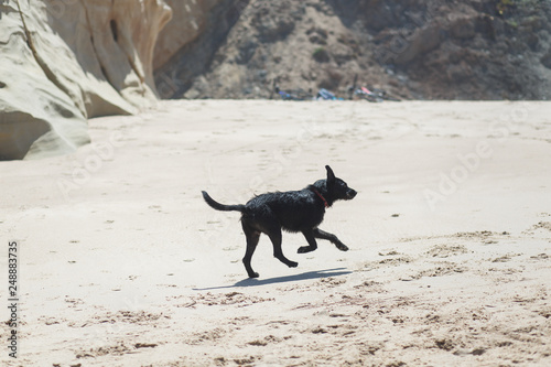  Cheerful wild black dog runs along the beach