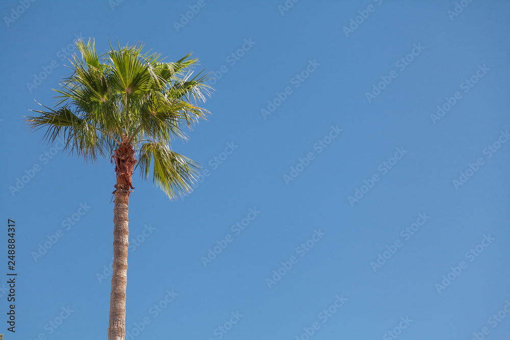 Palm tree closeup on a background of clear sky. Palm tree closeup on a background of clear sky.