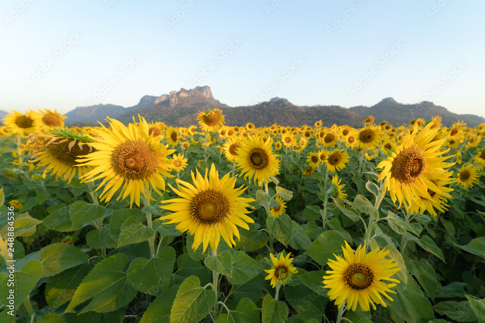 Fototapeta premium Lanscape of sunflower fields with mountain background.