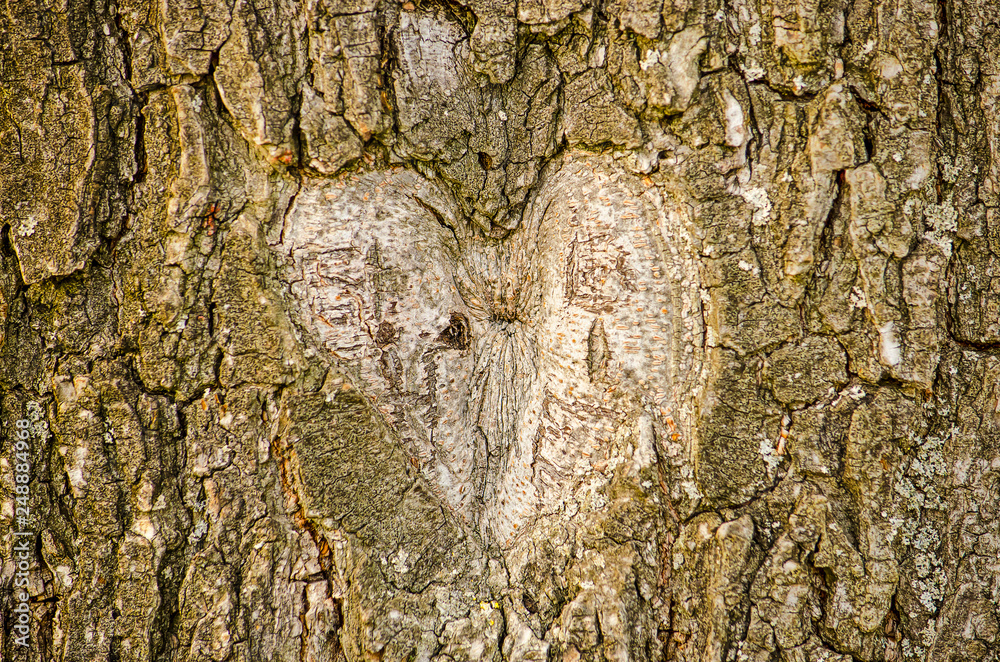 Fototapeta premium Shape of a heart carved out of the bark of an old tree