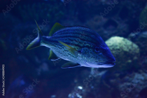 Dark blue fish swimming underwater on a coral reef