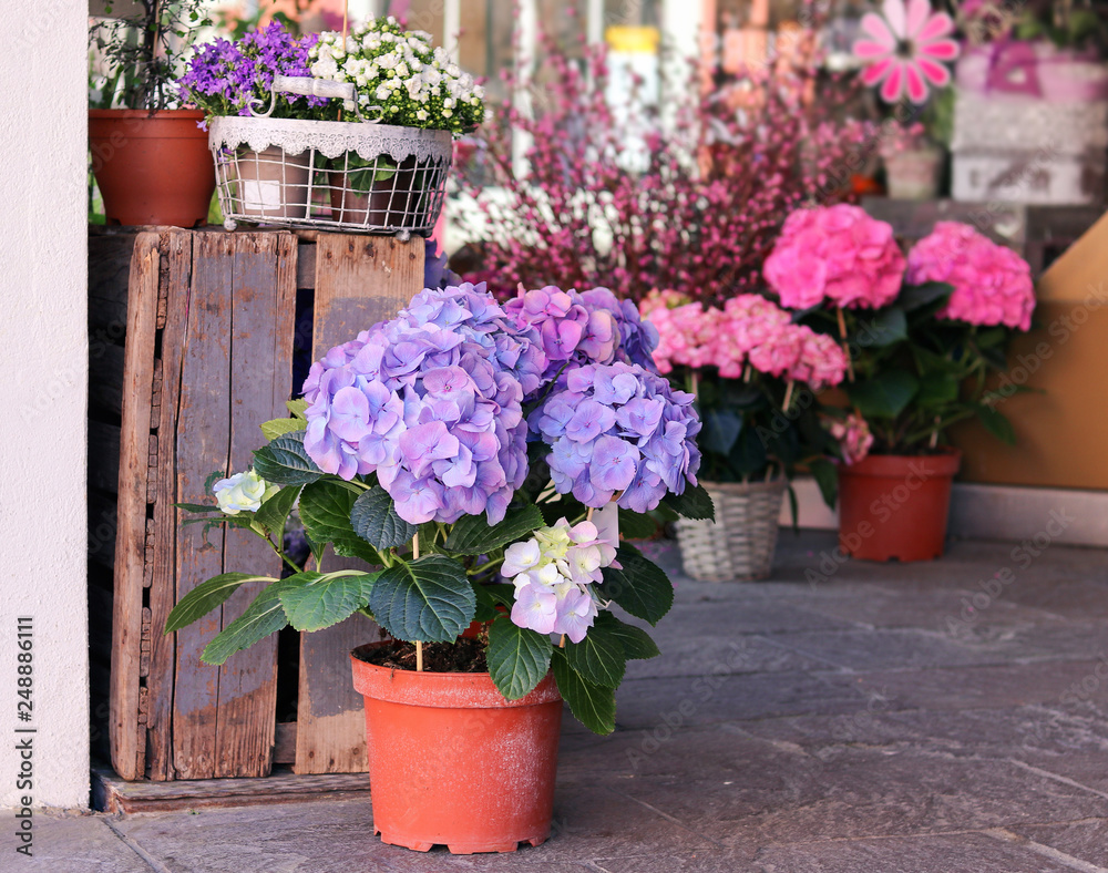 Pots with beautiful blooming pink and purple hydrangea flowers for sale outside flower shop. Garden store entrance decorated with rustic style wooden box and wicker flower pots.
