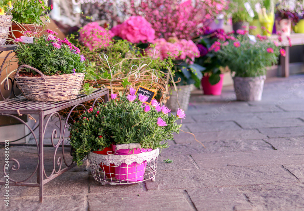 Pots with blooming pink flowers for sale outside of flower shop. Garden store entrance decorated with rustic style forged bench and wicker pots with lampranthus and hydrangea. Pots with blooming pink flowers for sale outside of flower shop. Garden store entrance decorated with rustic style forged bench and wicker pots with lampranthus and hydrangea.