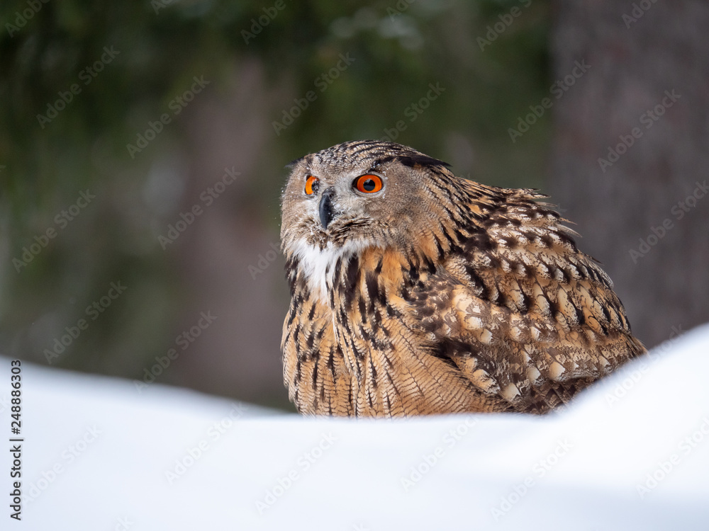 Fototapeta premium Eurasian eagle-owl (Bubo Bubo) in snowy fores. Eurasian eagle owl sitting on snowy ground. Owl portrait.