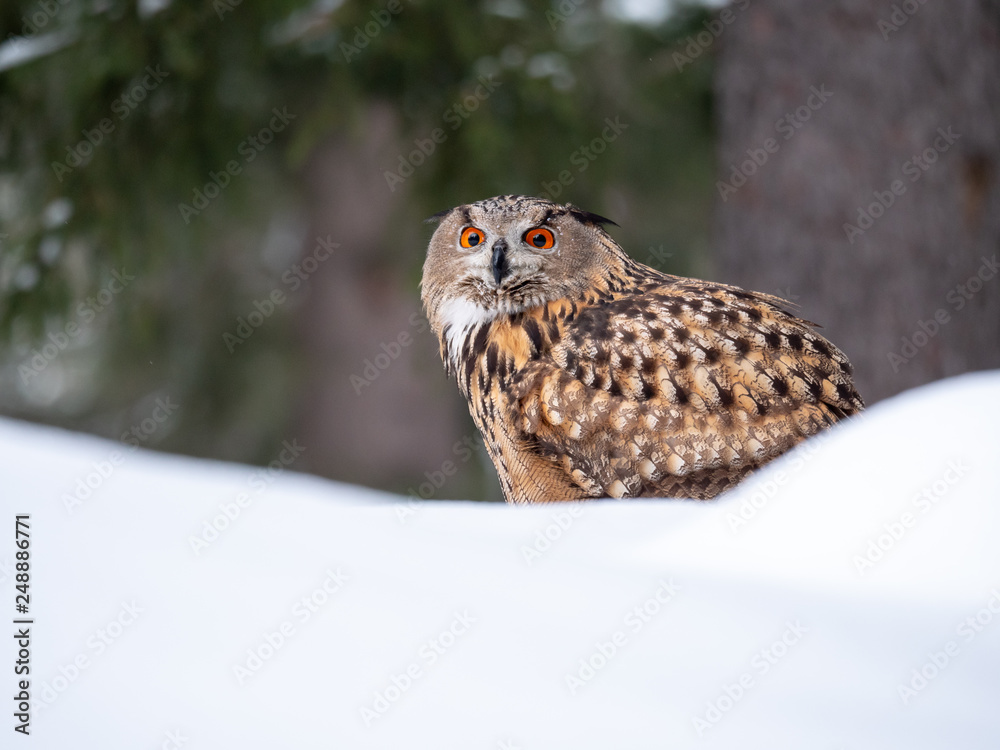 Fototapeta premium Eurasian eagle-owl (Bubo Bubo) in snowy fores. Eurasian eagle owl sitting on snowy ground. Owl portrait.
