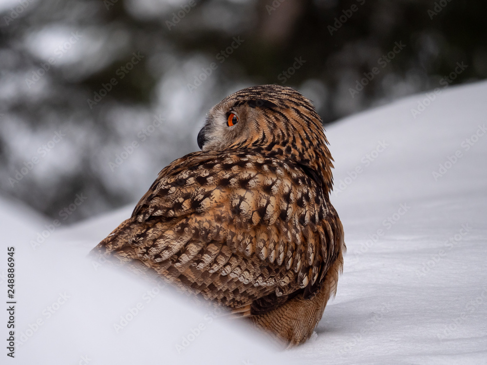 Fototapeta premium Eurasian eagle-owl (Bubo Bubo) in snowy fores. Eurasian eagle owl sitting on snowy ground. Owl portrait.