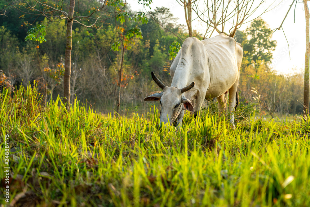 Obraz premium Low angle view cow is eating grass