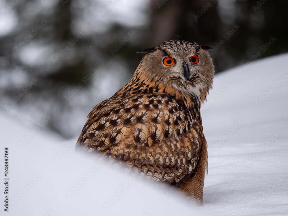 Fototapeta premium Eurasian eagle-owl (Bubo Bubo) in snowy fores. Eurasian eagle owl sitting on snowy ground. Owl portrait.