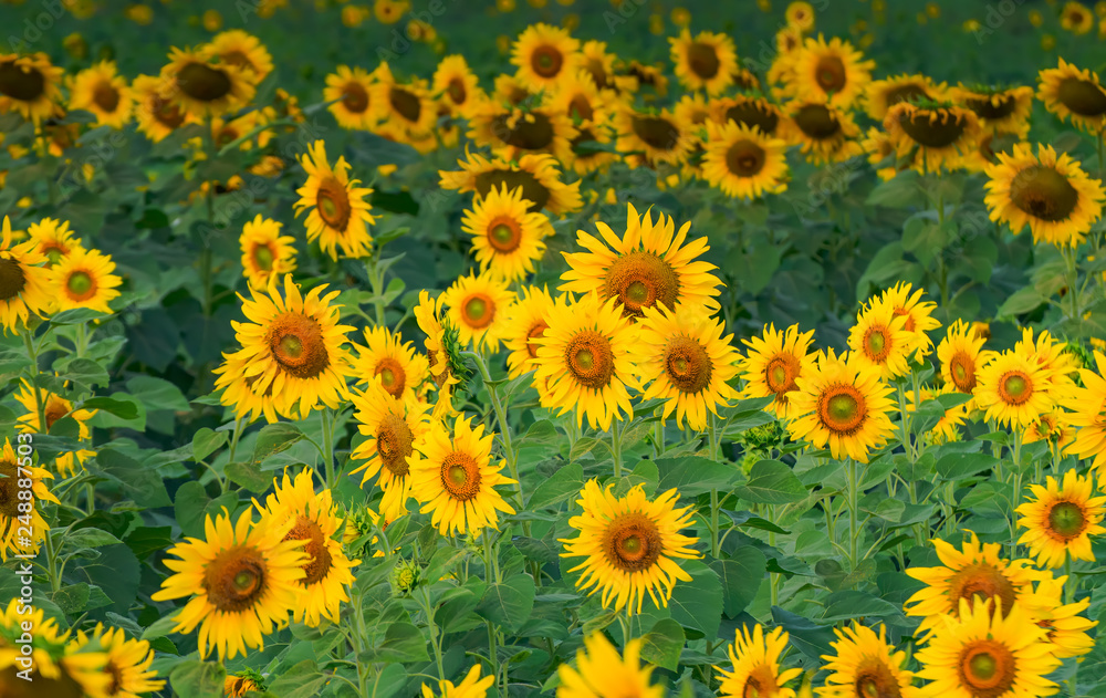 Sunflowers blooming in farm Sunflowers blooming in farm
