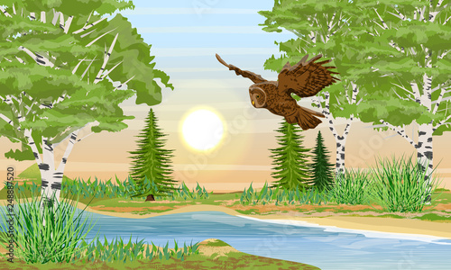 Brown owl flying over the river. River bank with grass, fir trees and birch trees. Sunset or sunrise in summer. Wildlife of Russia, Europe, USA and Canada. Realistic Vector Landscape photo