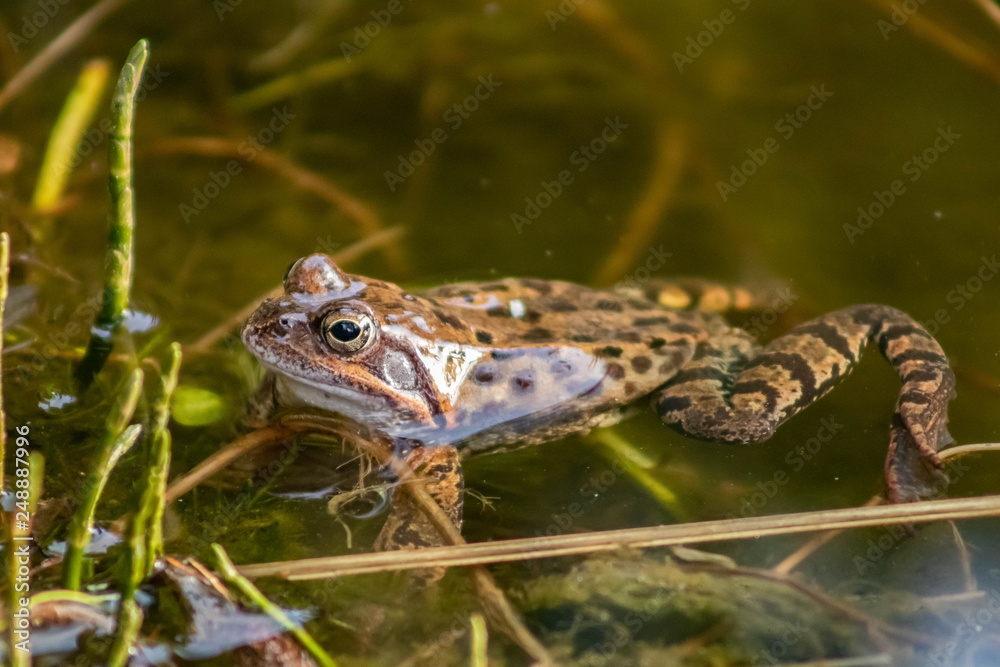 Obraz premium Springfrosch