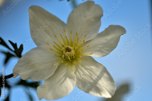 Foto Blüte einer immergrünen Clematis