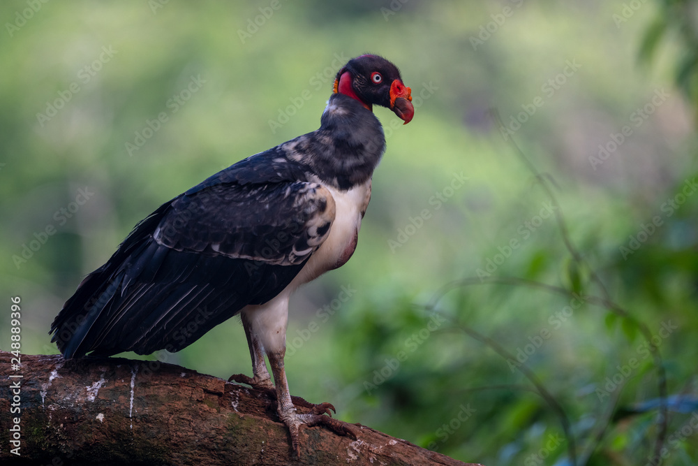 King vulture, Sarcoramphus papa, large bird found in Central and South America. Flying bird, forest in the background. Wildlife scene from tropic nature. Red head bird. Condor with open wing, Panama King vulture, Sarcoramphus papa, large bird found in Central and South America. Flying bird, forest in the background. Wildlife scene from tropic nature. Red head bird. Condor with open wing, Panama