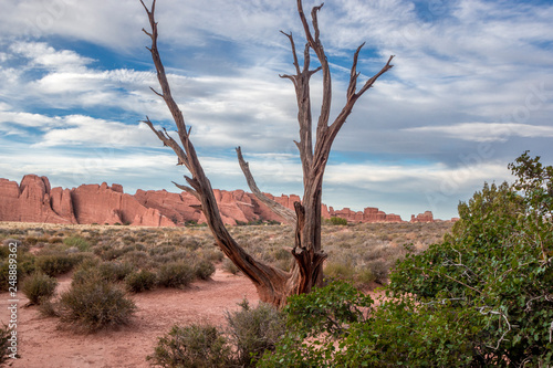 Single barren tree and foreground foliage and sandstone formations in distance at Arches National Park, Moab, Utah © davelafontaine