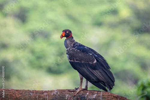 King vulture  Sarcoramphus papa  large bird found in Central and South America. Flying bird  forest in the background. Wildlife scene from tropic nature. Red head bird. Condor with open wing  Panama