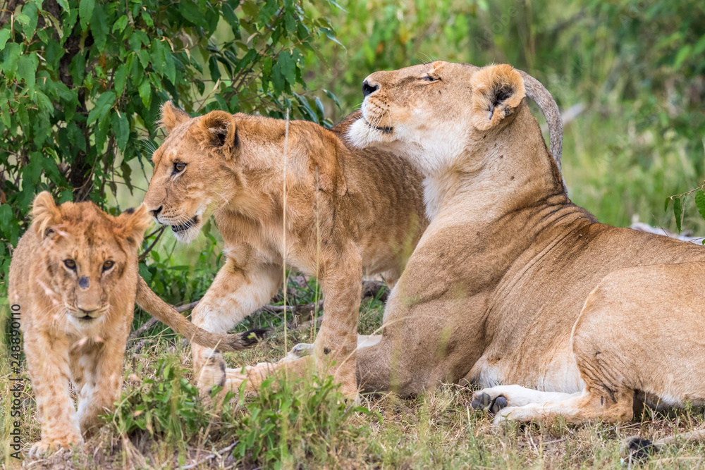 Lion Cubs with his mother in the savanna Lion Cubs with his mother in the savanna