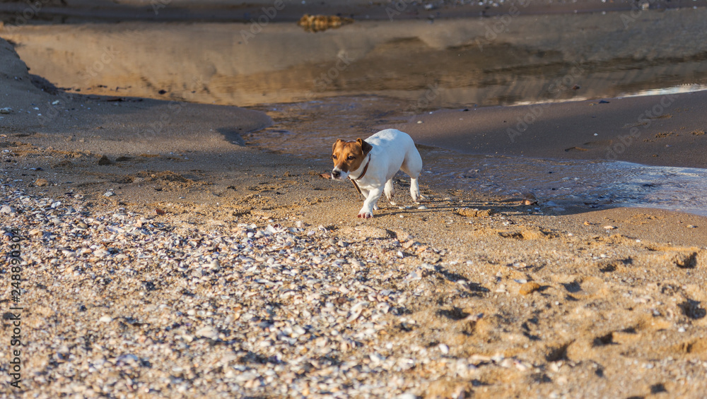Little beautiful funny dog ​​Jack Russell Parson Terrier enthusiastically and cheerfully plays on the sea beach. Charming legendary cult dog terrier Jack Russell Parson frolics in nature