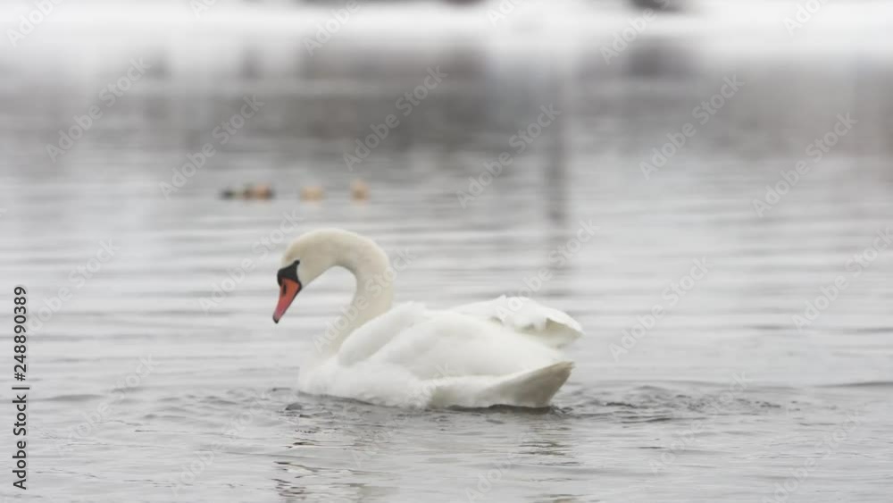 White swan flaps its wings on a water with shallow depht of field (4K, 25fps) White swan flaps its wings on a water with shallow depht of field (4K, 25fps)