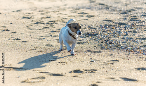 Fototapeta Naklejka Na Ścianę i Meble -  Little beautiful funny dog ​​Jack Russell Parson Terrier enthusiastically and cheerfully plays on the sea beach. Charming legendary cult dog terrier Jack Russell Parson frolics in nature