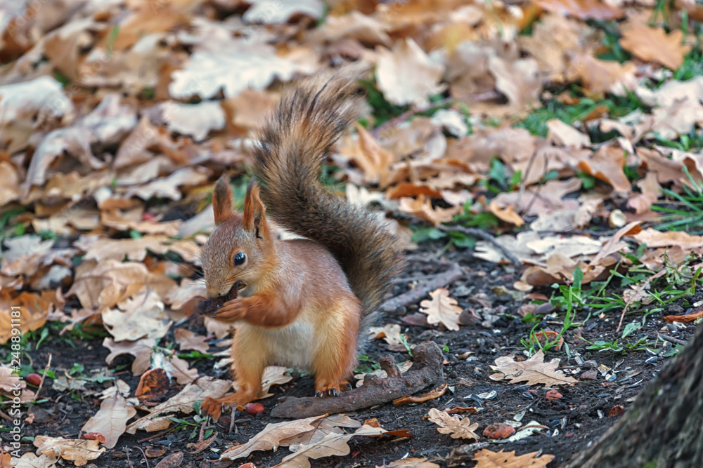 squirrel in the forest squirrel in the forest