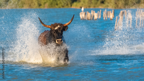  Bull galloping in the water, running bull in Camargue 