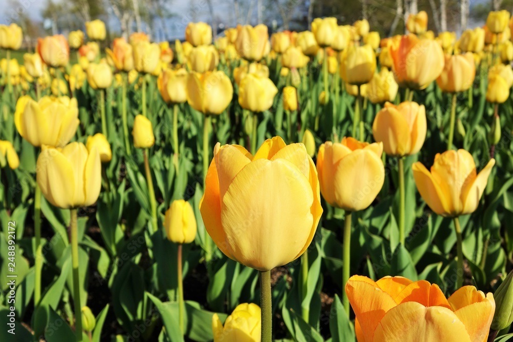 Obraz premium field of yellow tulips