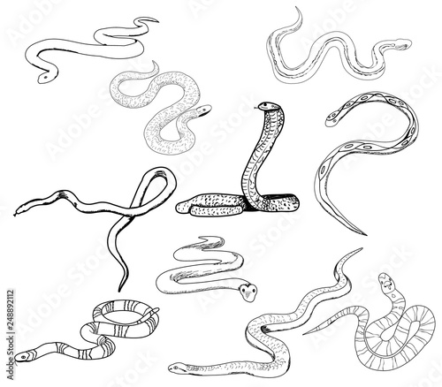 vector isolated, set of snakes sketch