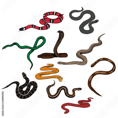  isolated, set of snakes
