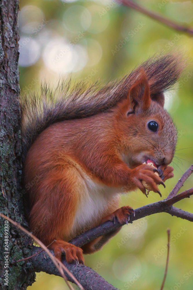 squirrel in the forest squirrel in the forest